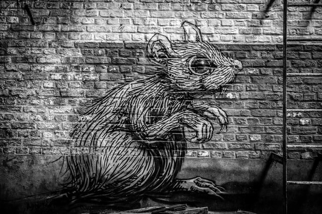 The hope experiment rats
